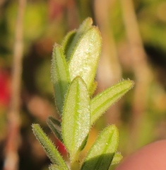 Adenandra uniflora