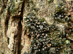 Collema leucocarpum