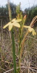 Ixia paniculata