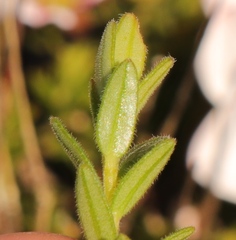 Adenandra uniflora