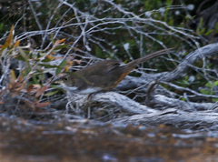 Atrichornis clamosus