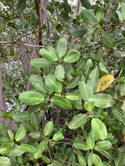 Laguncularia racemosa