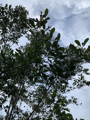 Laguncularia racemosa