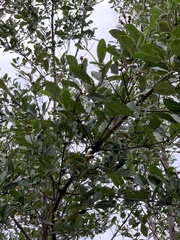 Laguncularia racemosa