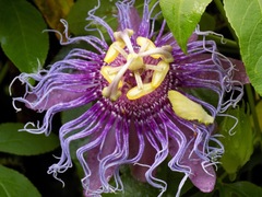 Passiflora