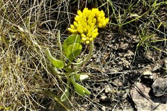 Helichrysum acutatum