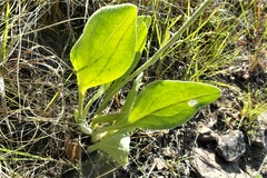 Helichrysum acutatum