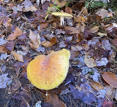 Amanita