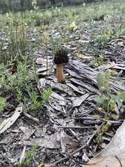 Morchella australiana