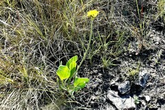 Helichrysum acutatum