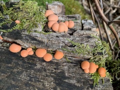 Lycogala epidendrum terrestre