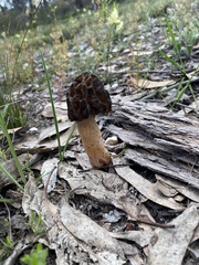 Morchella australiana