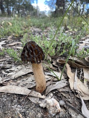Morchella australiana