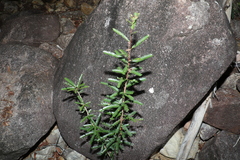 Phyllanthus lamprophyllus