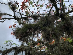 Tillandsia recurvata