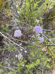 Pseudoselago serrata