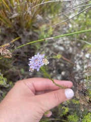 Pseudoselago serrata