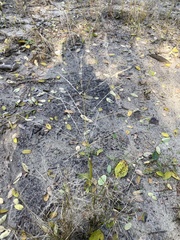 Eragrostis albensis