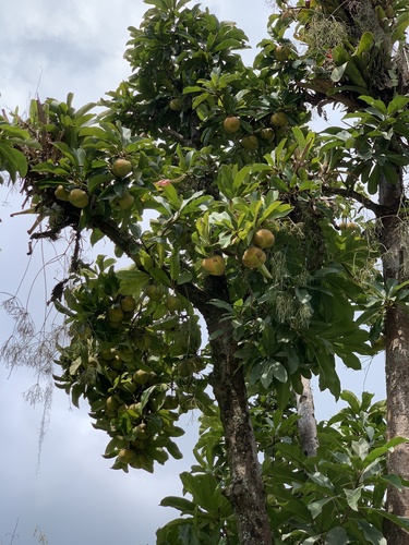 Dillenia indica