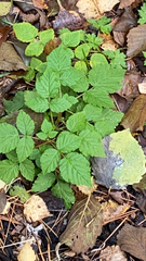 Rubus idaeus