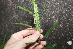 Phyllanthus lamprophyllus