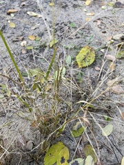 Eragrostis albensis