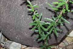 Phyllanthus lamprophyllus