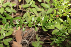 Bursaria spinosa