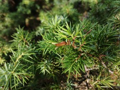 Oligotrophus juniperinus