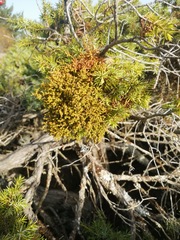 Arceuthobium oxycedri