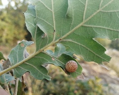 Cynips quercus