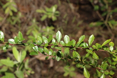 Bursaria spinosa