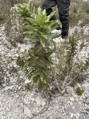 Gomphocarpus cancellatus