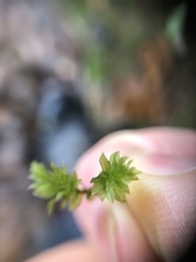Mnium spinosum