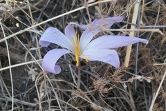 Crocus nevadensis