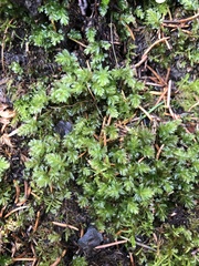 Mnium spinosum