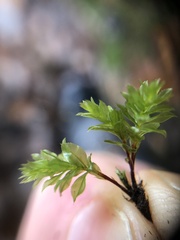 Mnium spinosum