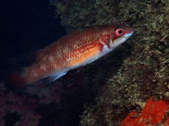 Ctenolabrus rupestris