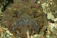Synanceia verrucosa