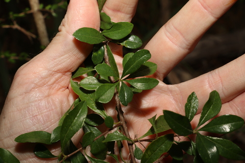 Bursaria tenuifolia (Bursaria tenuifolia)