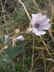 Althaea officinalis
