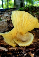 Gerronema strombodes