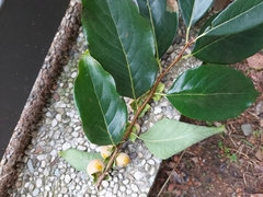 Diospyros