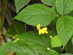 Vigna reflexopilosa