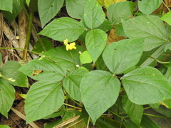 Vigna reflexopilosa