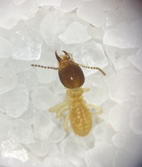 Hypotermes makhamensis