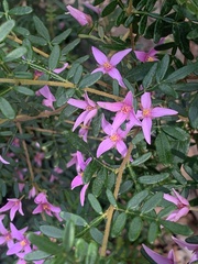 Boronia amabilis