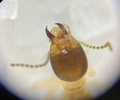 Hypotermes makhamensis