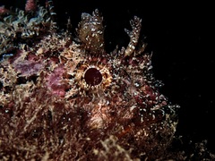 Scorpaena porcus