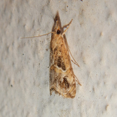 Euchromius cambridgei